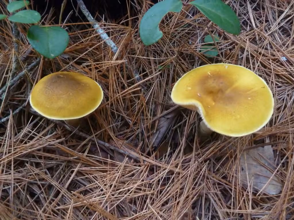 Tricholome jaune fuligineux, photo 2 sur 5