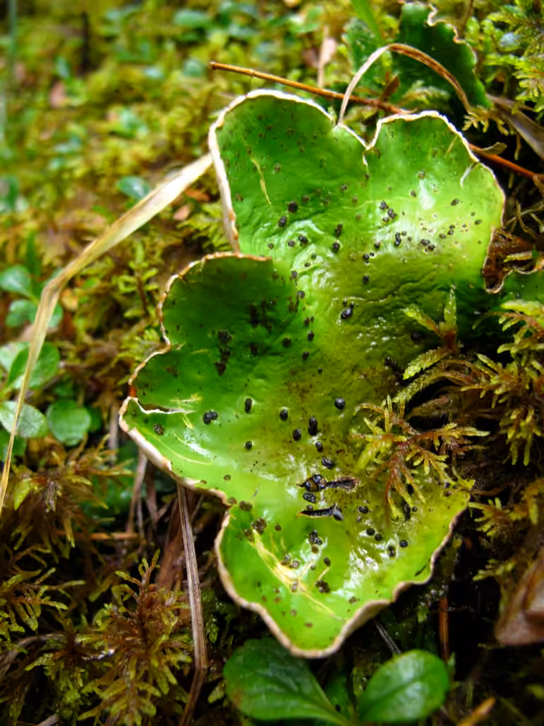 Peltigère aphteuse, photo 1 sur 5
