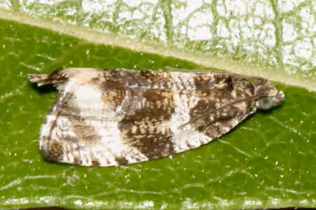 Dusky Leafroller Moth, Adult