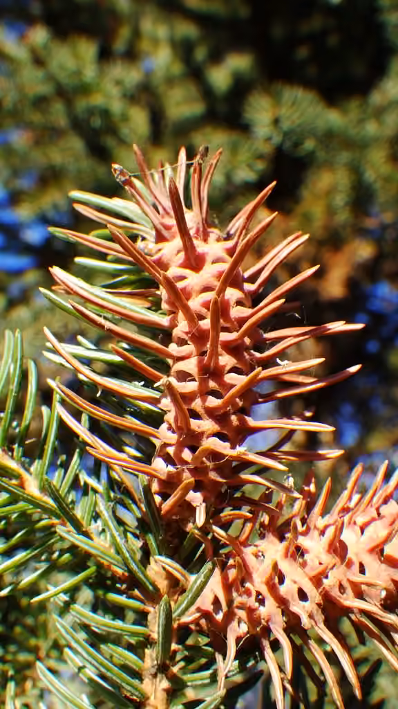 Puceron de l'épinette de Sitka