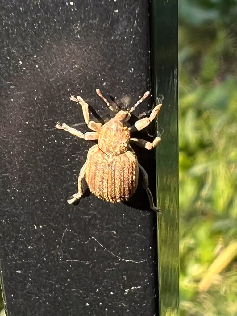 Clover Leaf Weevil, photo 3 of 5