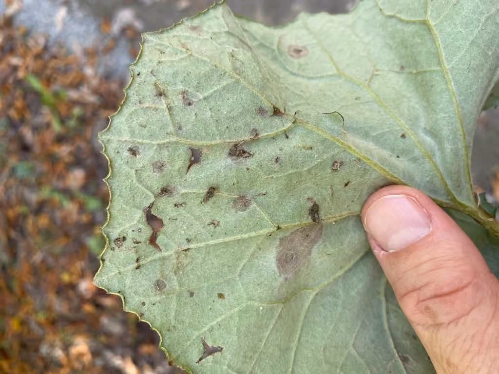 Coltsfoot Leaf Spot, photo 2 sur 5