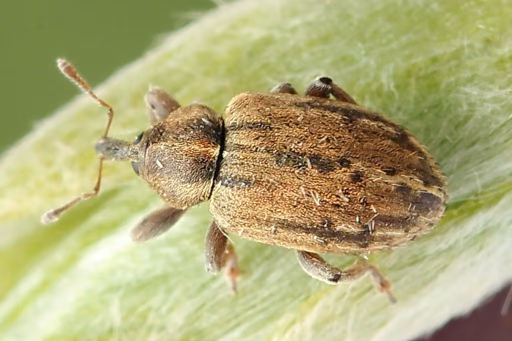 Clover Head Weevil, photo 3 of 5