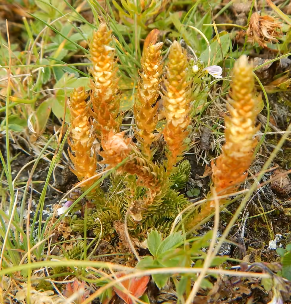 Club spikemoss, photo 3 of 5