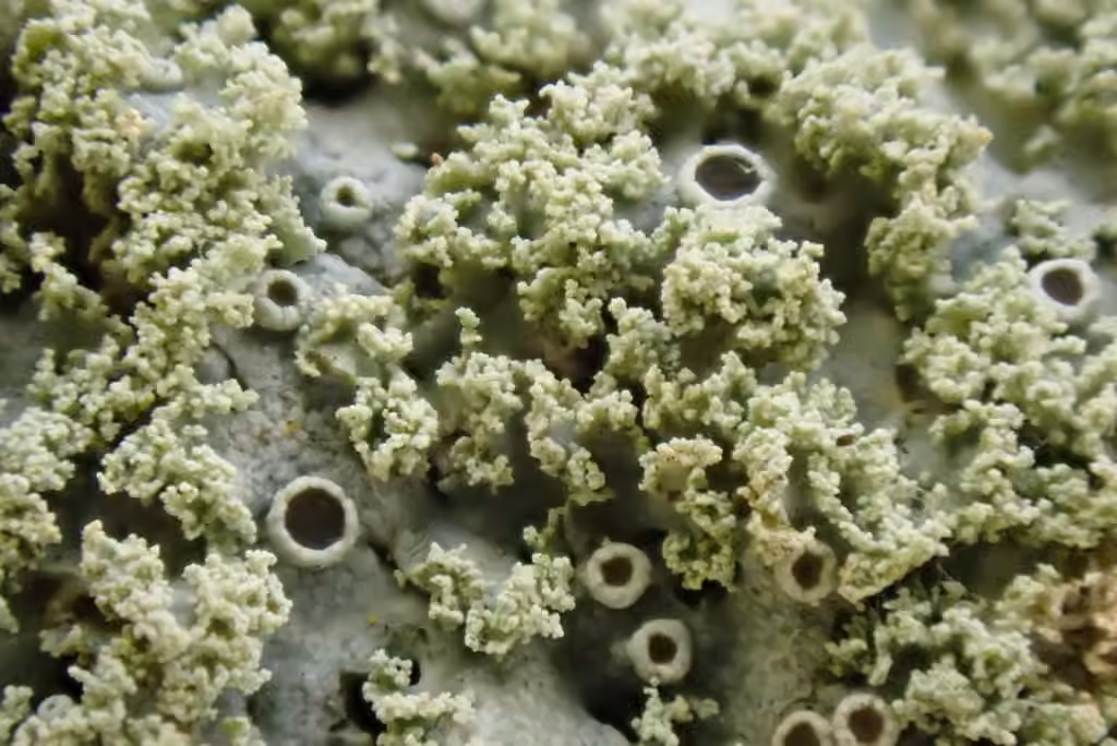 Mealy Rosette Lichen, photo 3 of 5