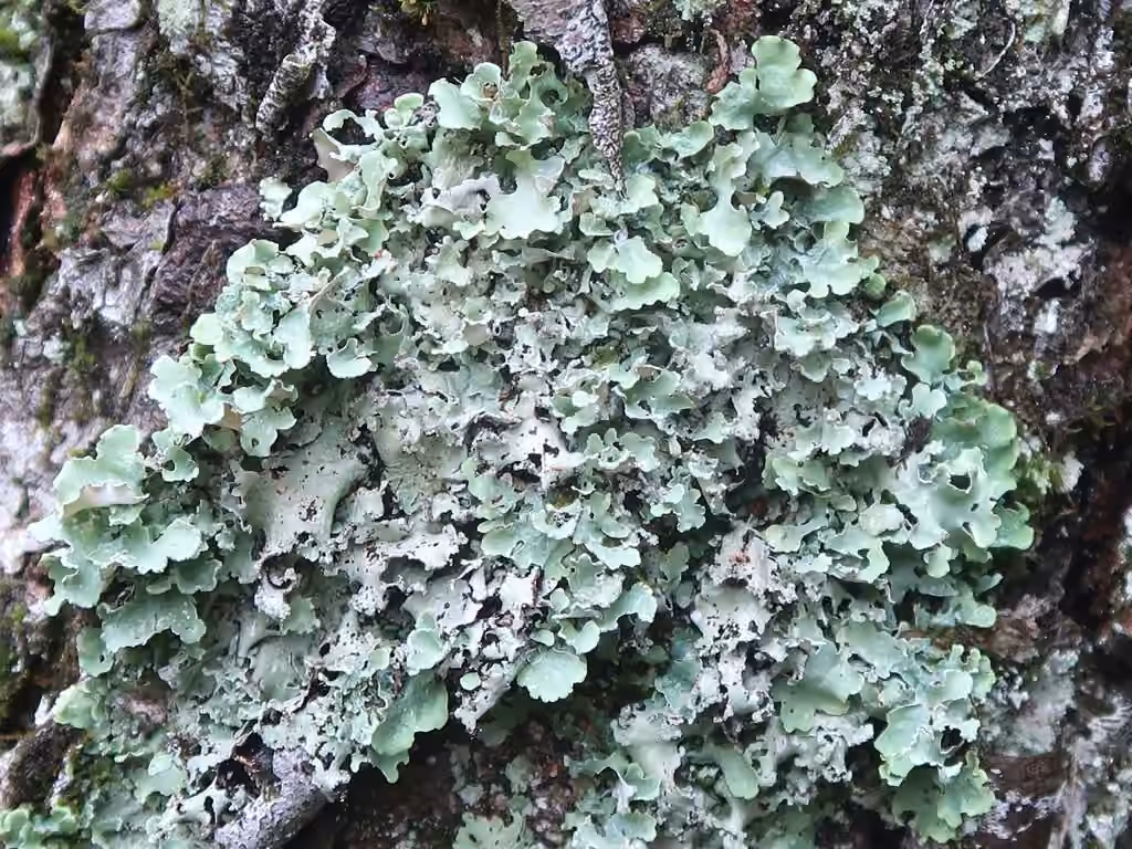 Sea Storm Lichen