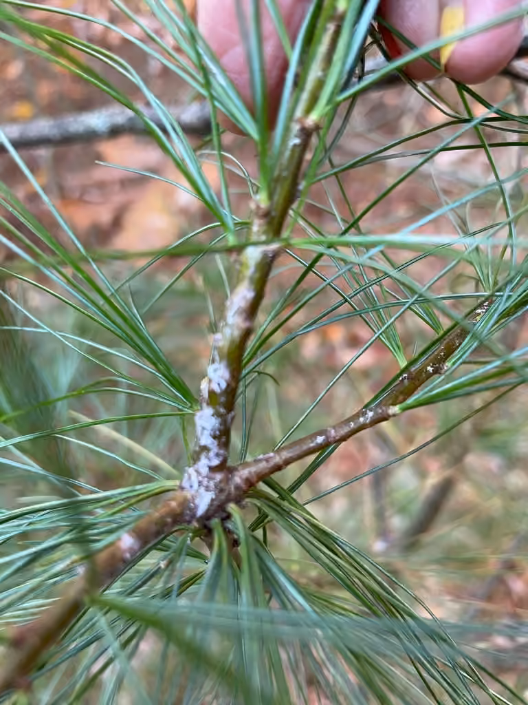 Pine Bark Adelgid, photo 2 of 5