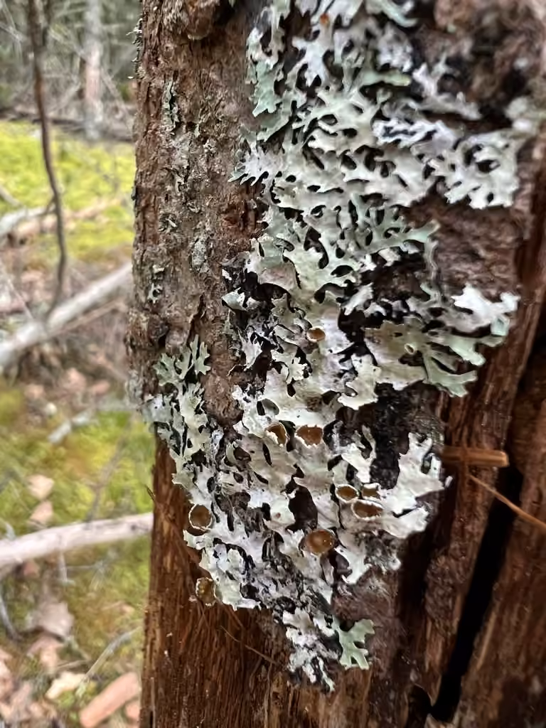 Shield lichen