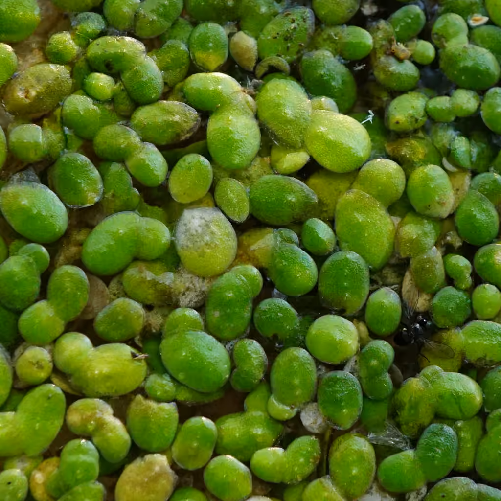 Lenticule mineure