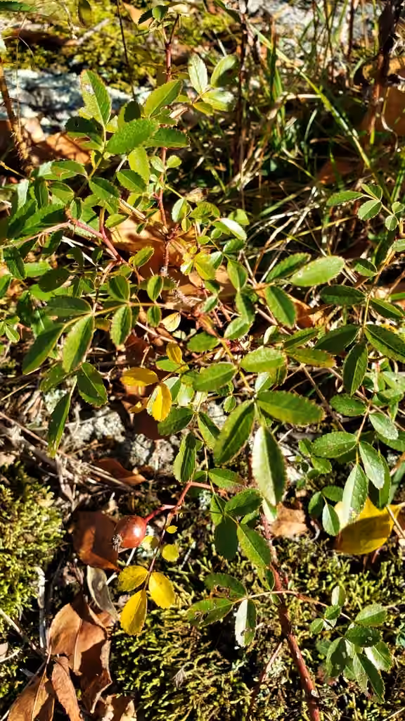 Rosier de Caroline, En fruits