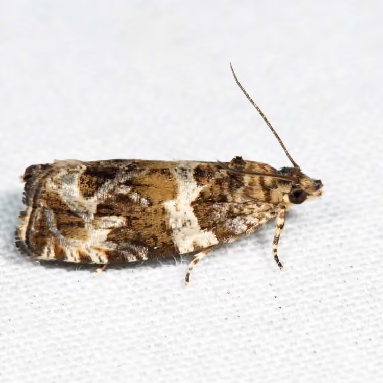 Olethreutes valdanum, Adult
