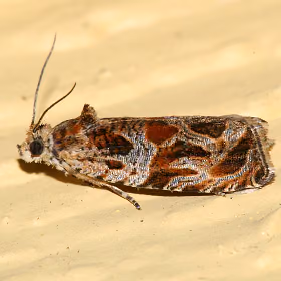 Lacuna Moth, Adult