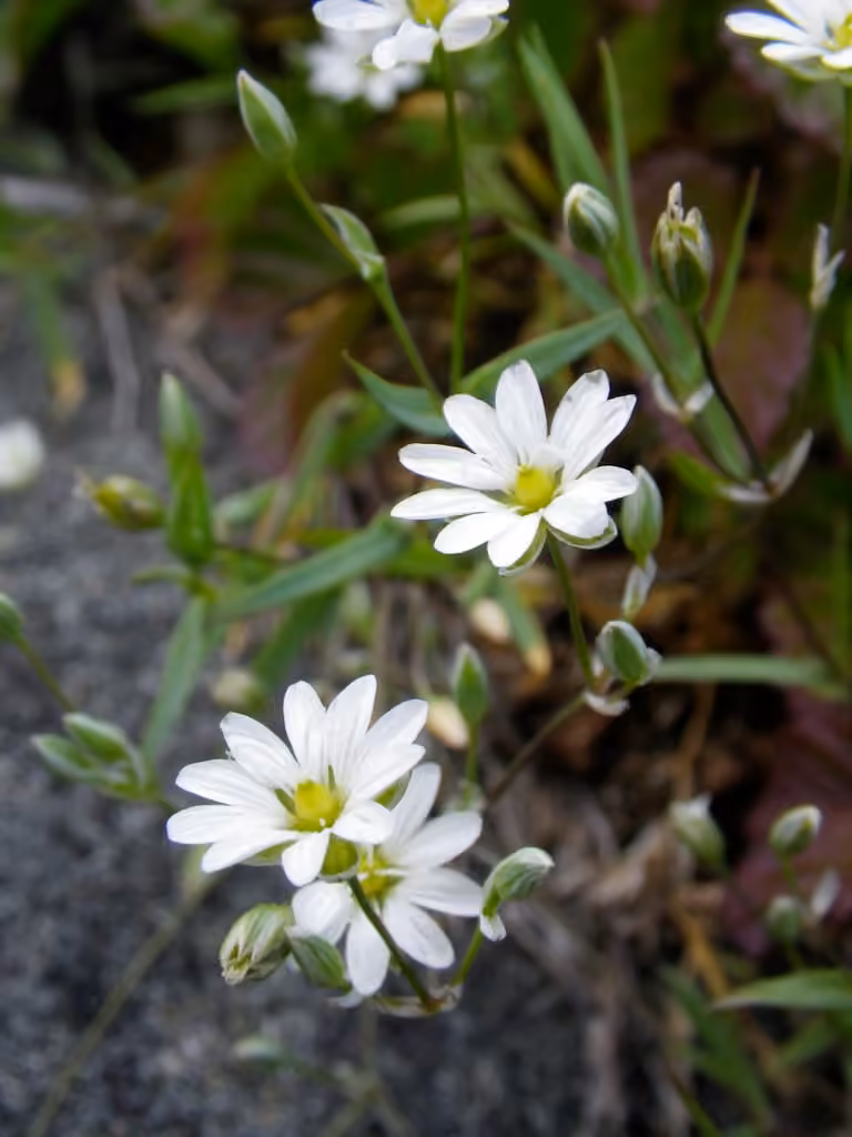 Stellaire à longs pédicelles, En fleurs