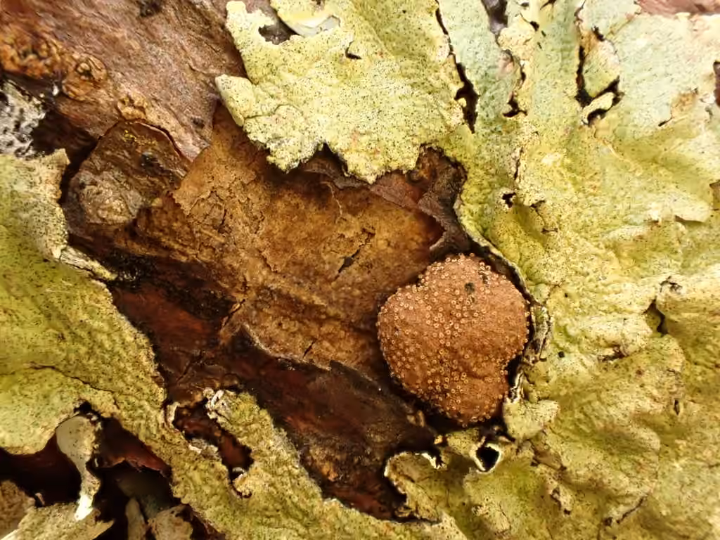 Hypoxylon perforatum, photo 2 sur 5