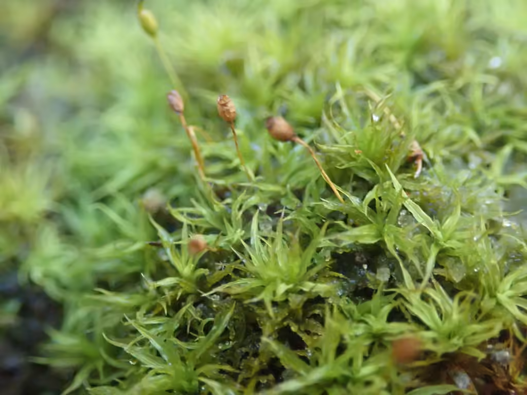 Controverial weissia moss, photo 2 of 5
