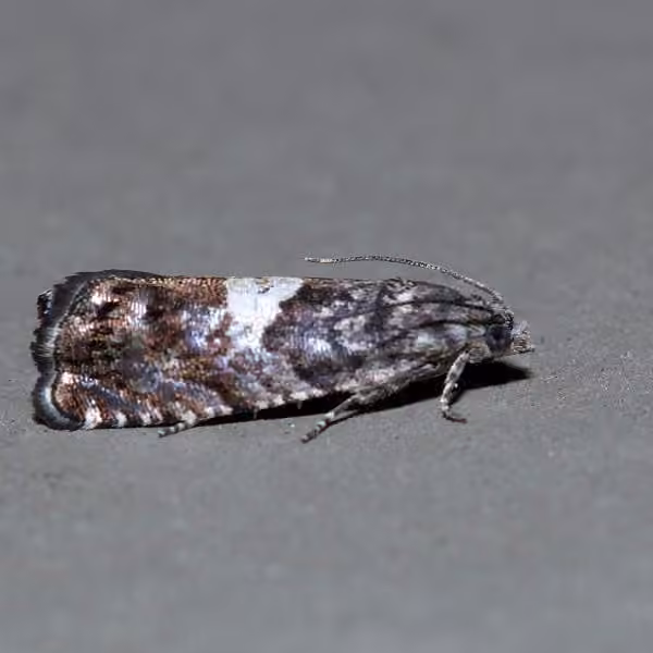 Pammene perstructana, Adult