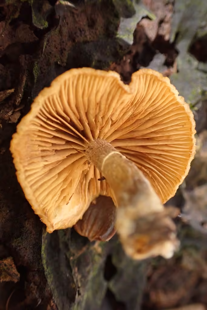 Gymnopile jaune, photo 3 sur 5