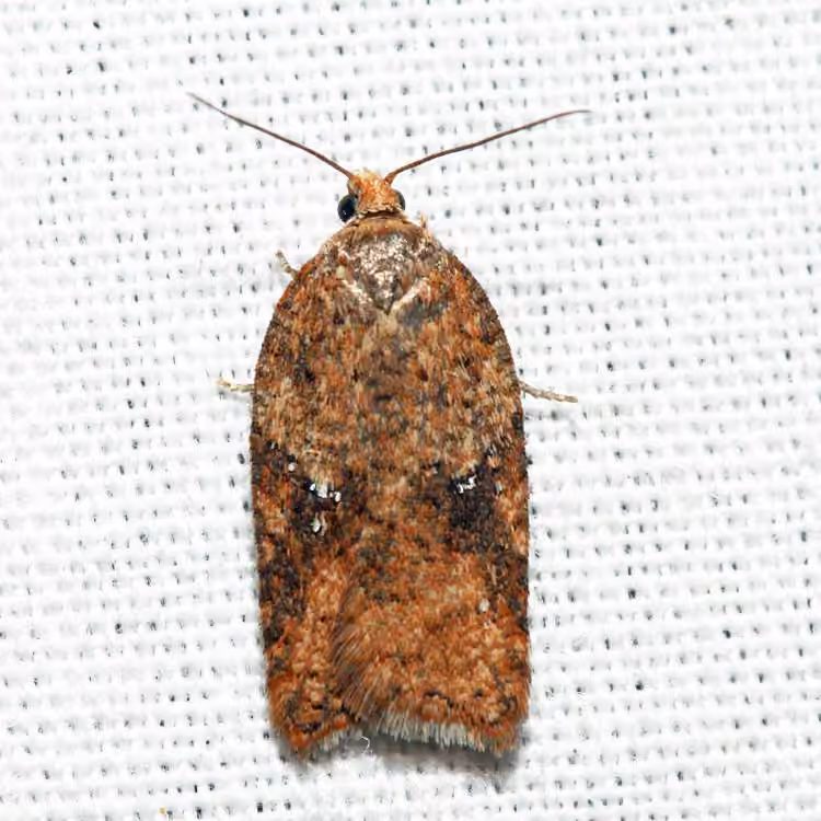 Acleris stadiana, Adult