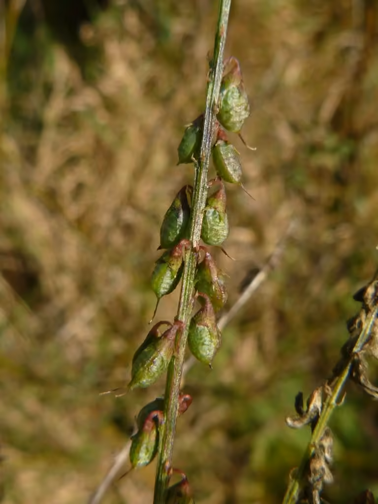 Mélilot blanc, En fruits