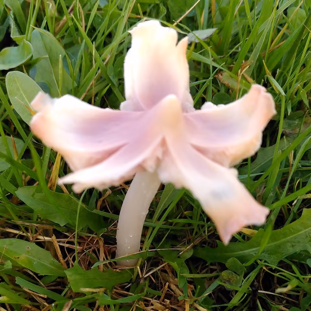 Pink Waxcap, photo 2 of 5
