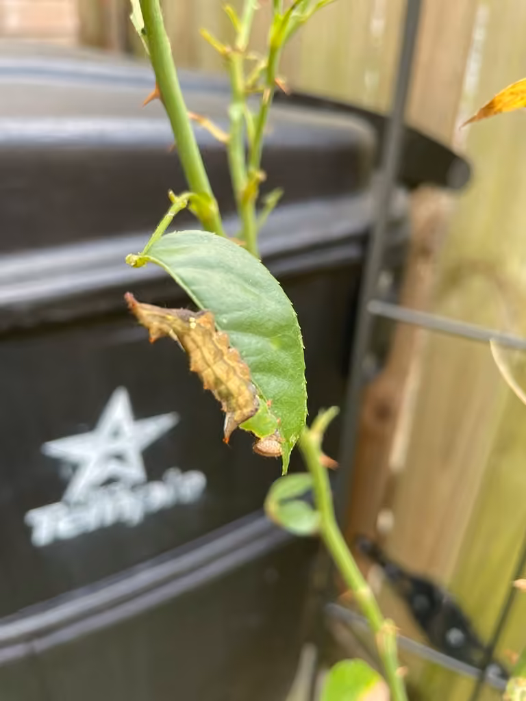 Unicorn Prominent, Larva