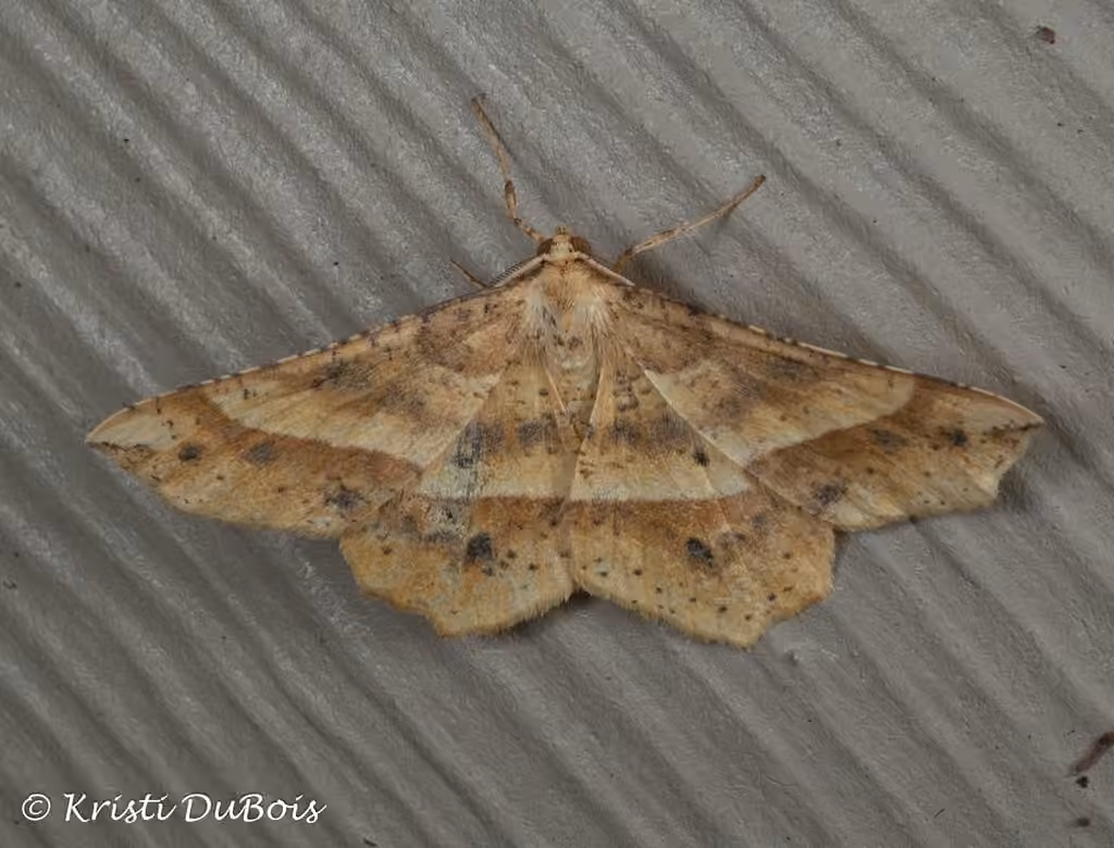 Mottled Euchlaena Moth, Adulte
