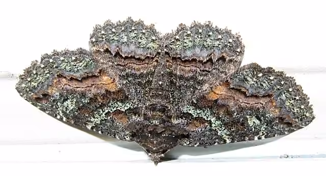 Green-dusted Zale Moth
