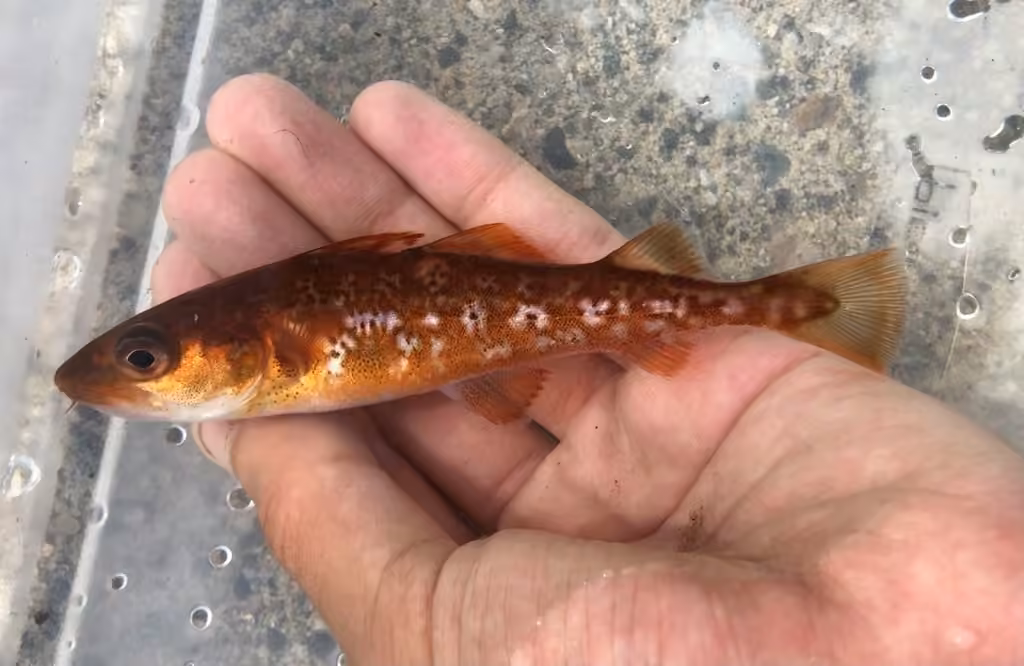 Pacific Cod, Juvenile