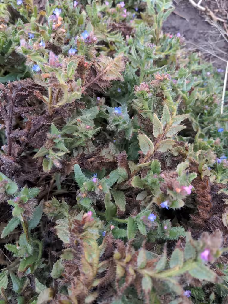 Lycopside des champs, En fleurs