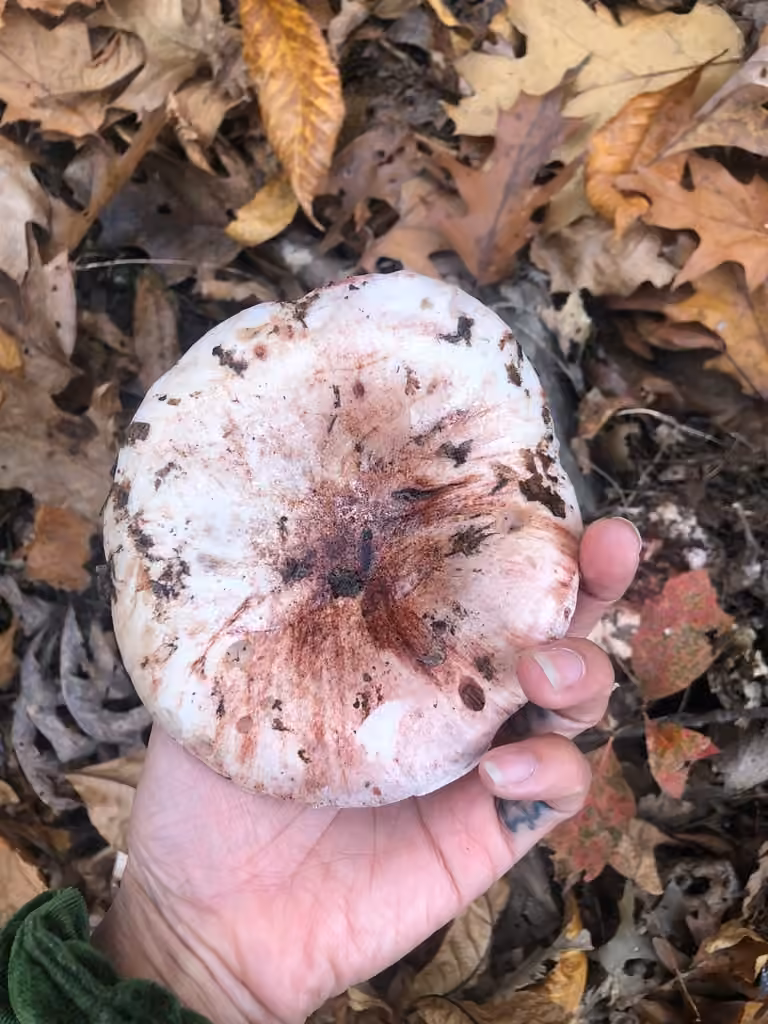 Hygrophore russule, photo 3 sur 5