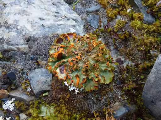 Mountain Saffron, photo 2 of 5