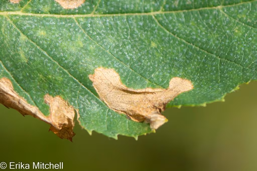 Blackthorn Blister Moth, Mine