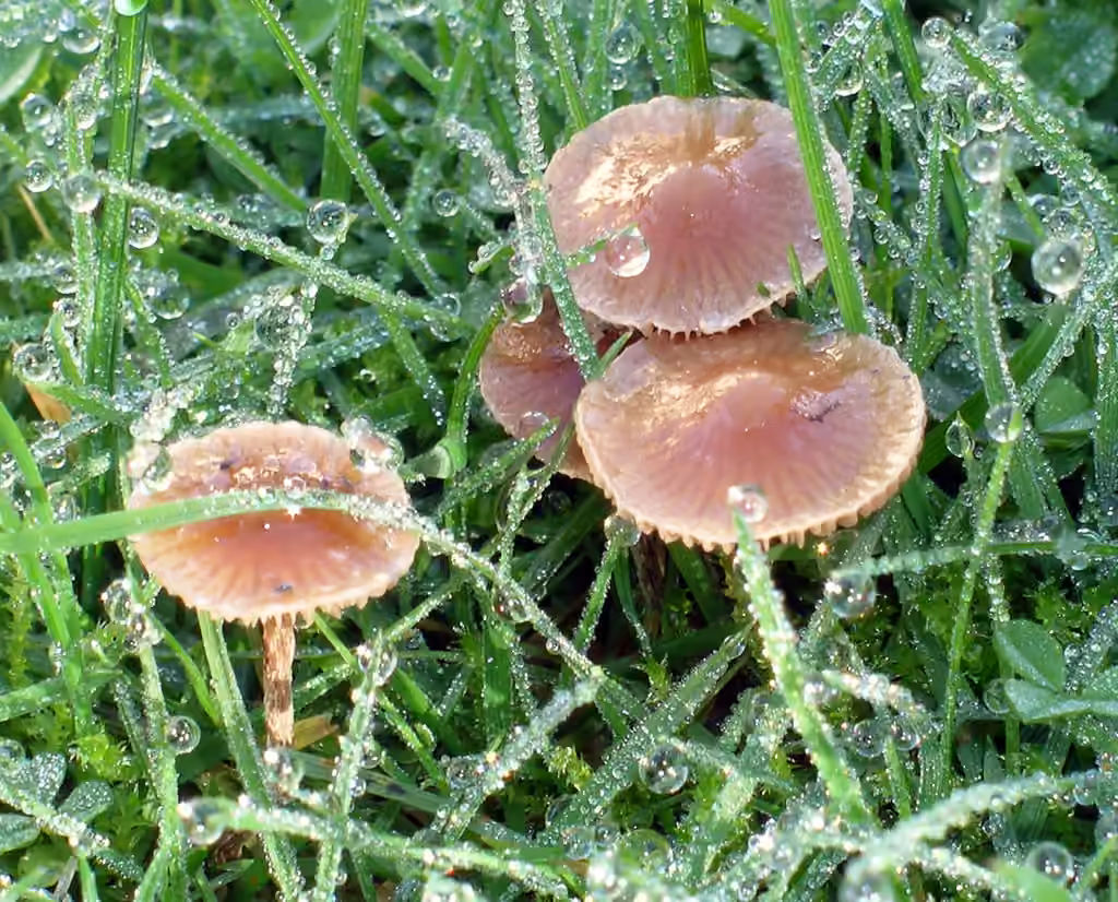 Deconica subviscida, photo 2 sur 5