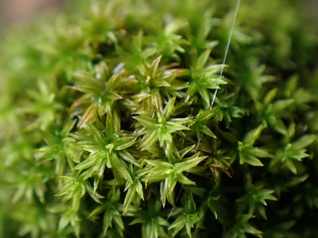 Park Yoke-moss, photo 2 of 5