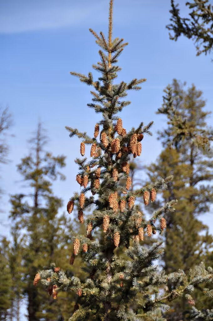 Blue spruce, photo 3 of 5