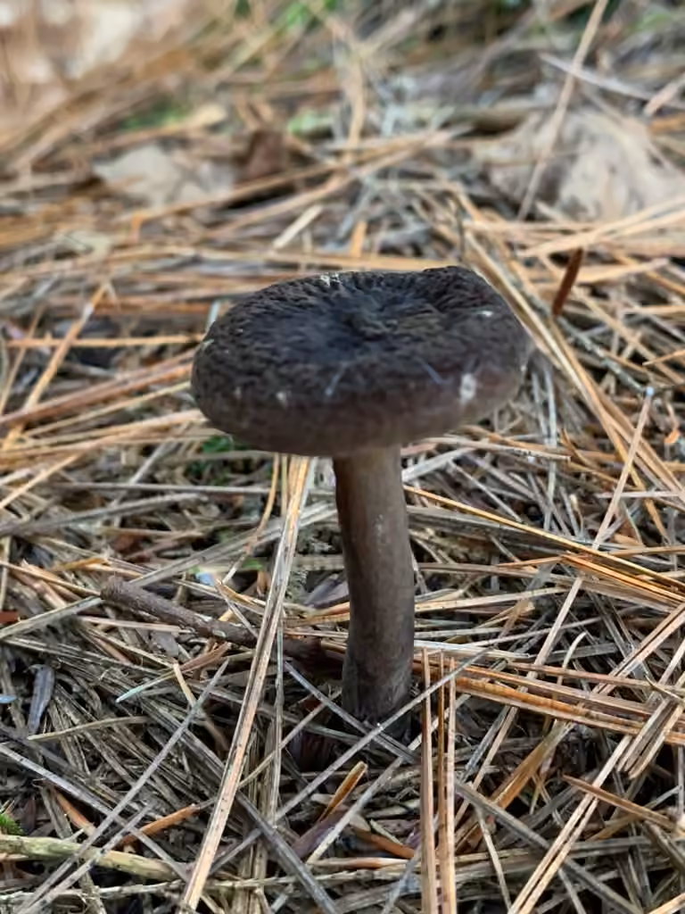 Velvet Milkcap, photo 3 of 5