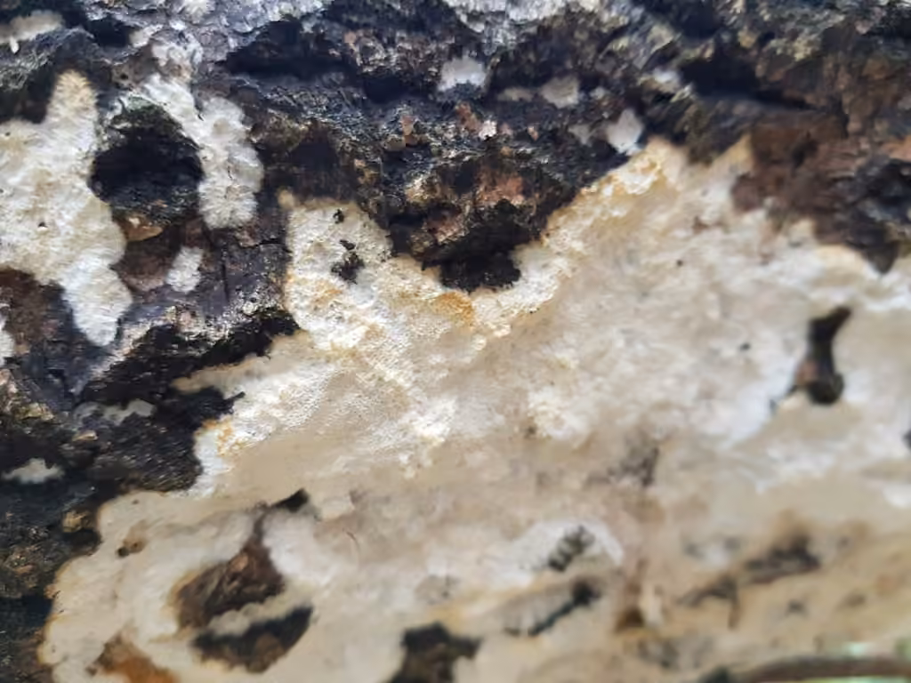Rigidoporus corticola, photo 2 of 5