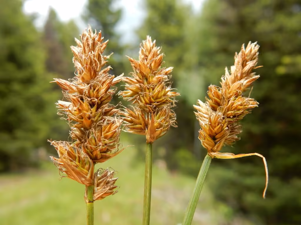 Carex de Sartwell, photo 3 sur 5