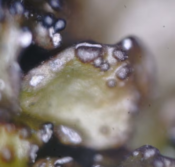 Rimmed Camouflage Lichen, photo 3 of 5