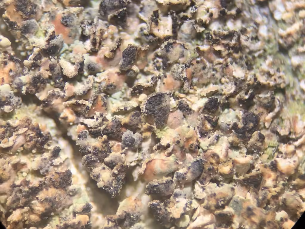 Clypeococcum lichen