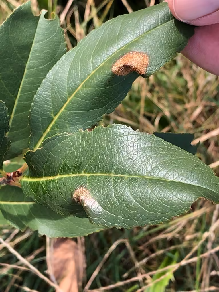 Unspotted Tentiform Leafminer Moth, photo 3 sur 5