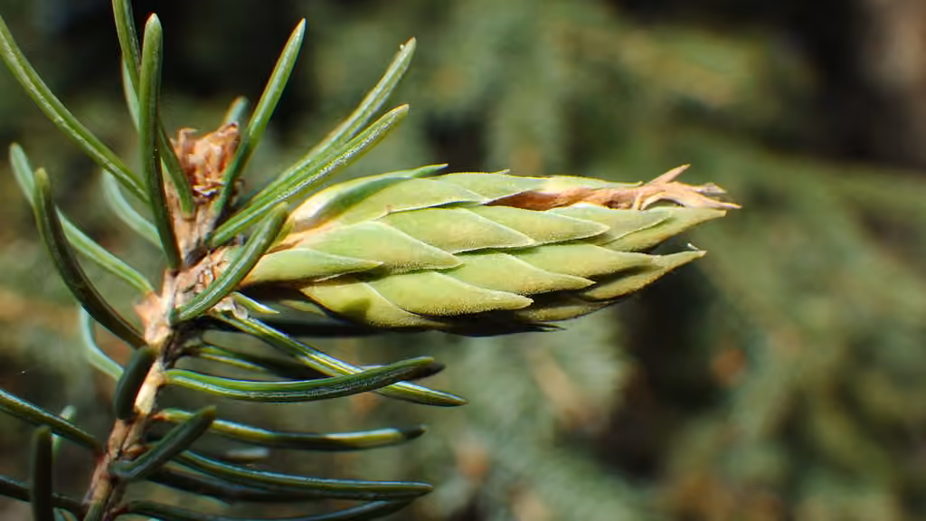 Pine leaf adelgid, photo 1 of 5