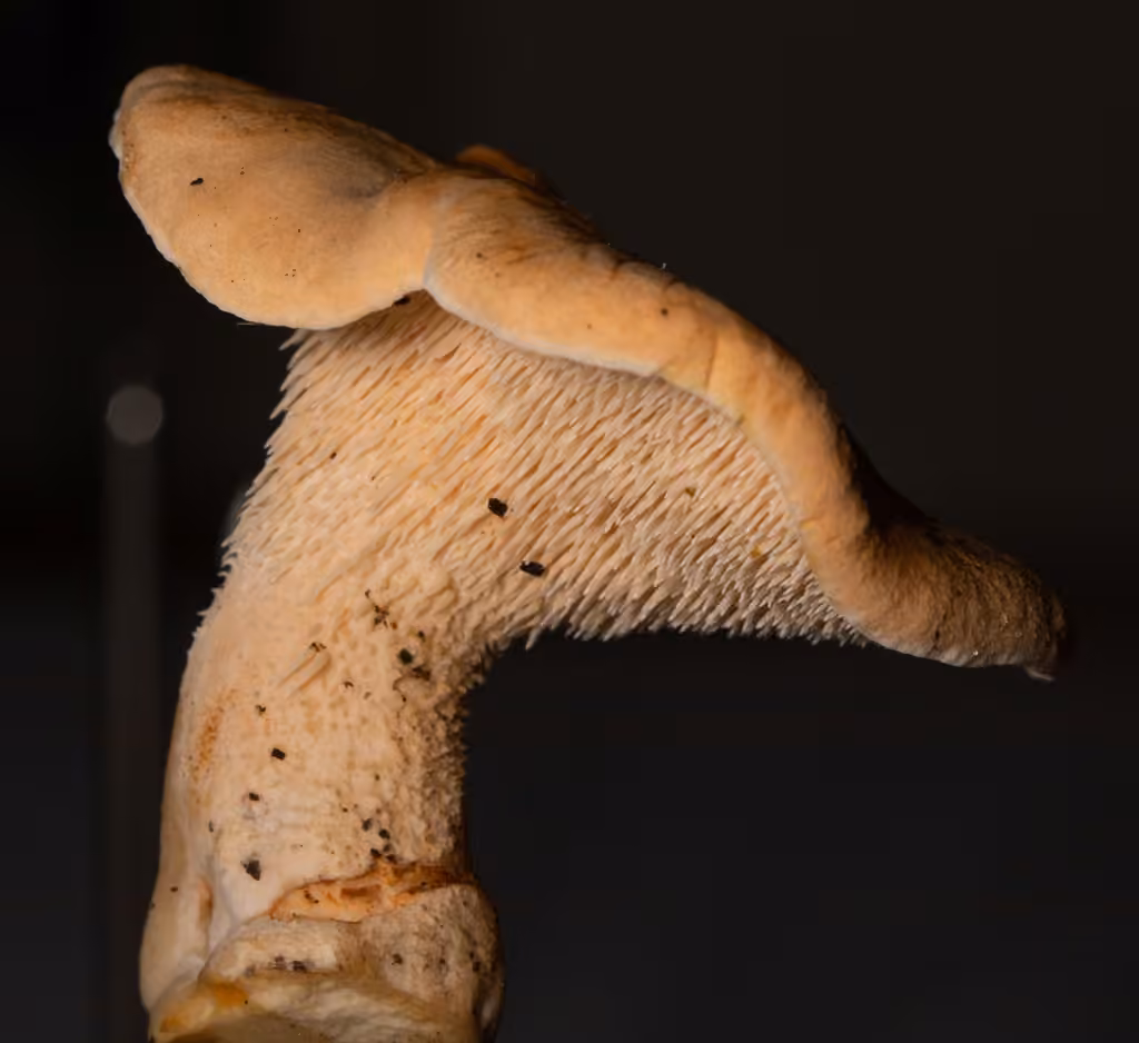 Pied-de-mouton roux, photo 3 sur 5
