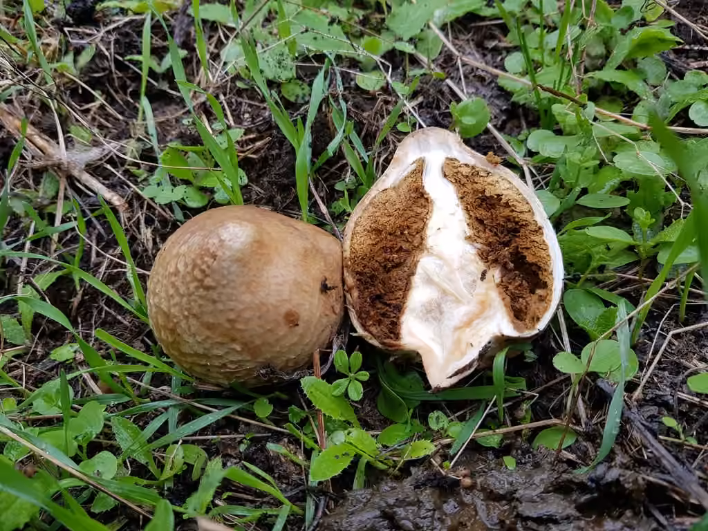 Puffball parasol, photo 2 of 5