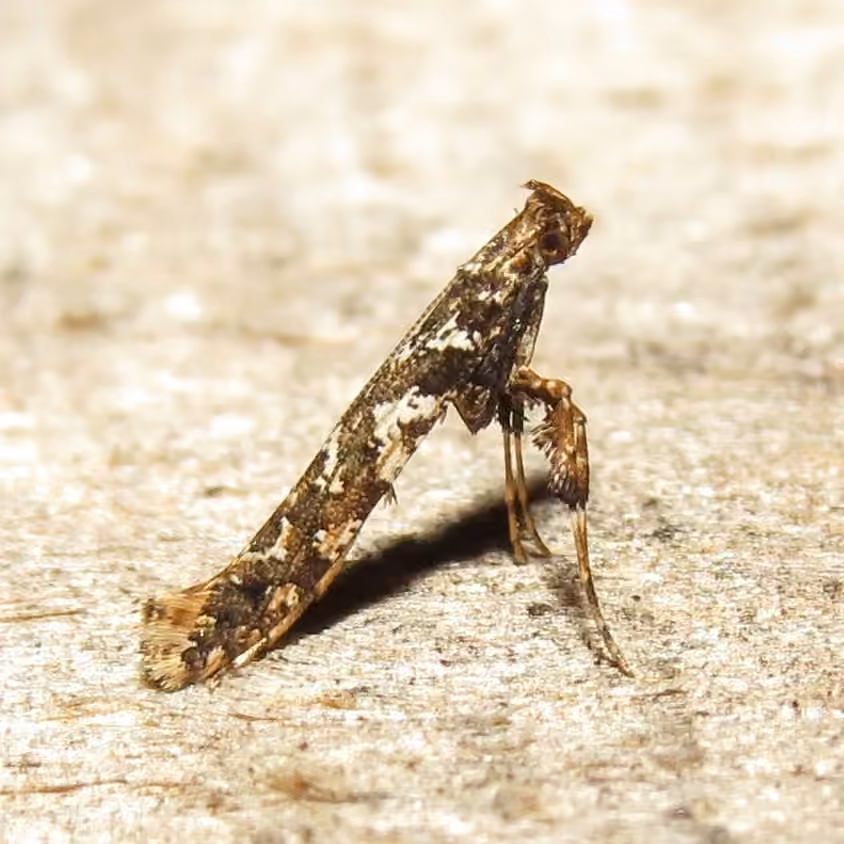 Cherry Leafroller Moth, photo 3 of 5