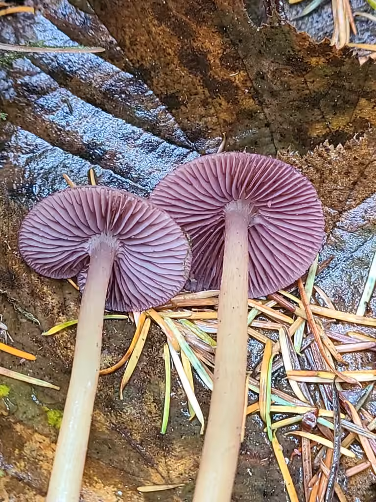 Mycena rutilantiformis, photo 2 sur 5