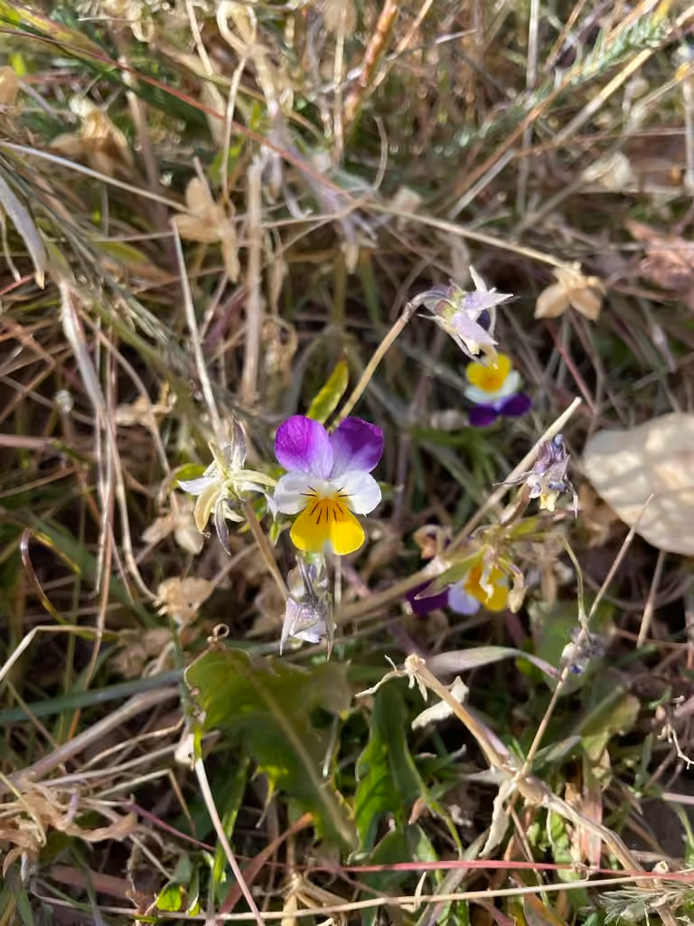 Violette tricolore, En fruits
