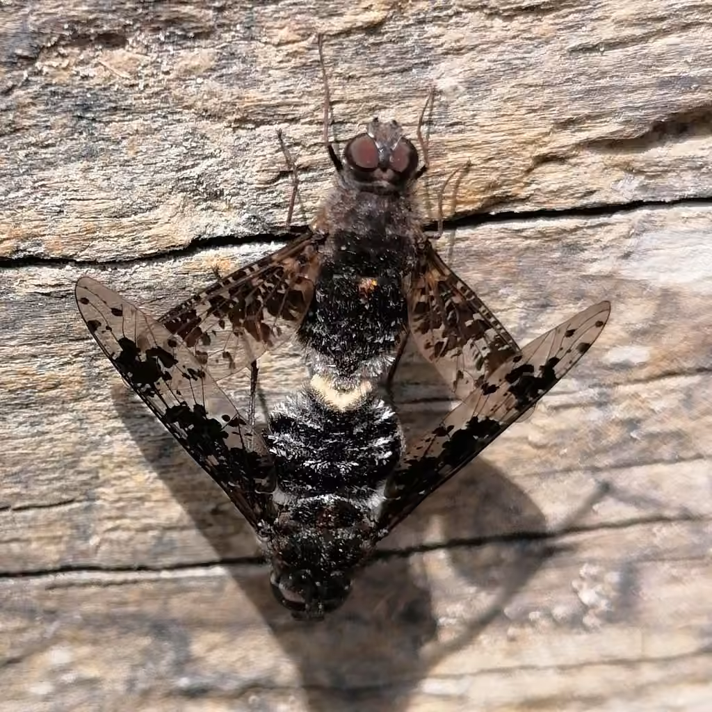 Bombyle tacheté, photo 2 sur 5