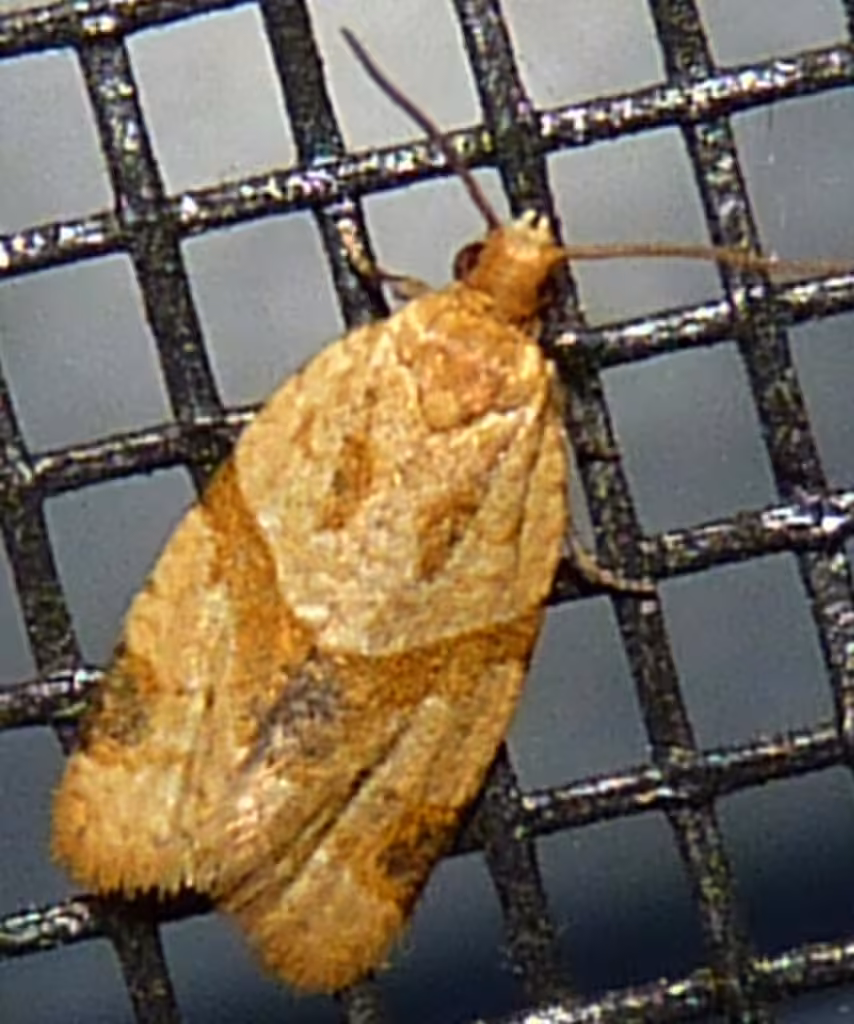 Garden Tortrix, photo 3 of 5