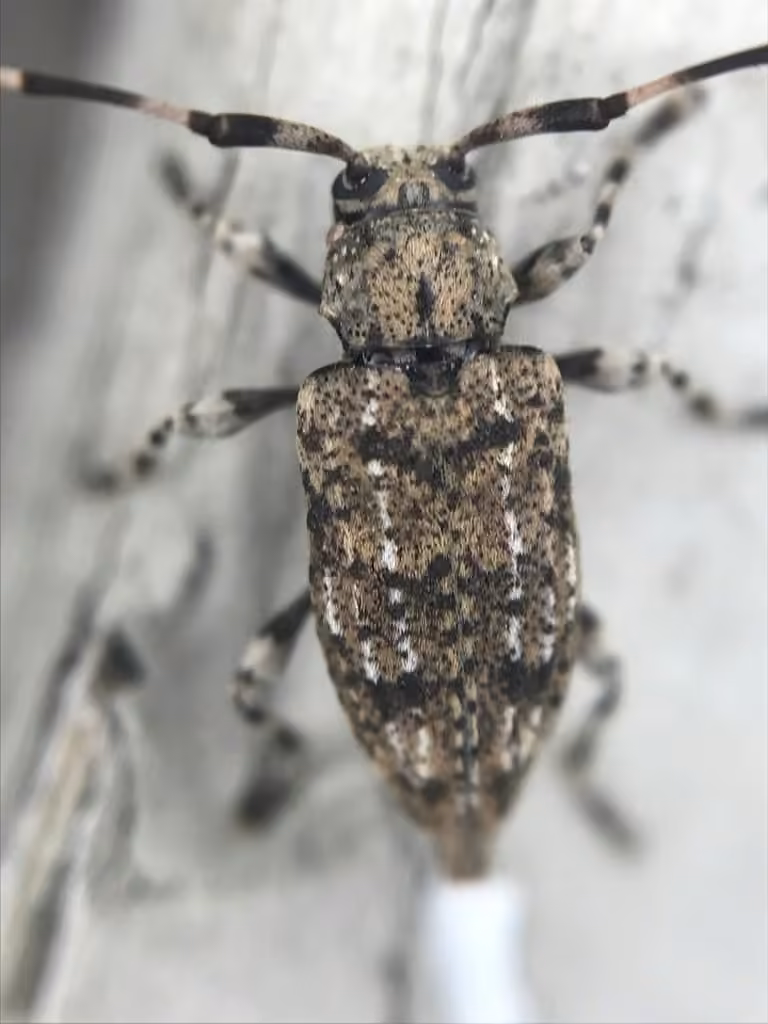 Longicorne varié, photo 3 sur 5